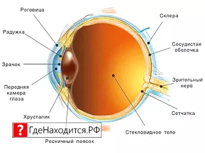 Конъюнктивальный Мешок Глаза Где Находится Фото